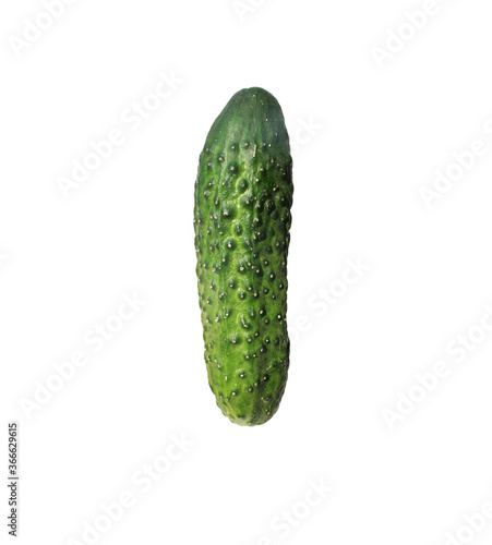 Vegetable cucumber on white background