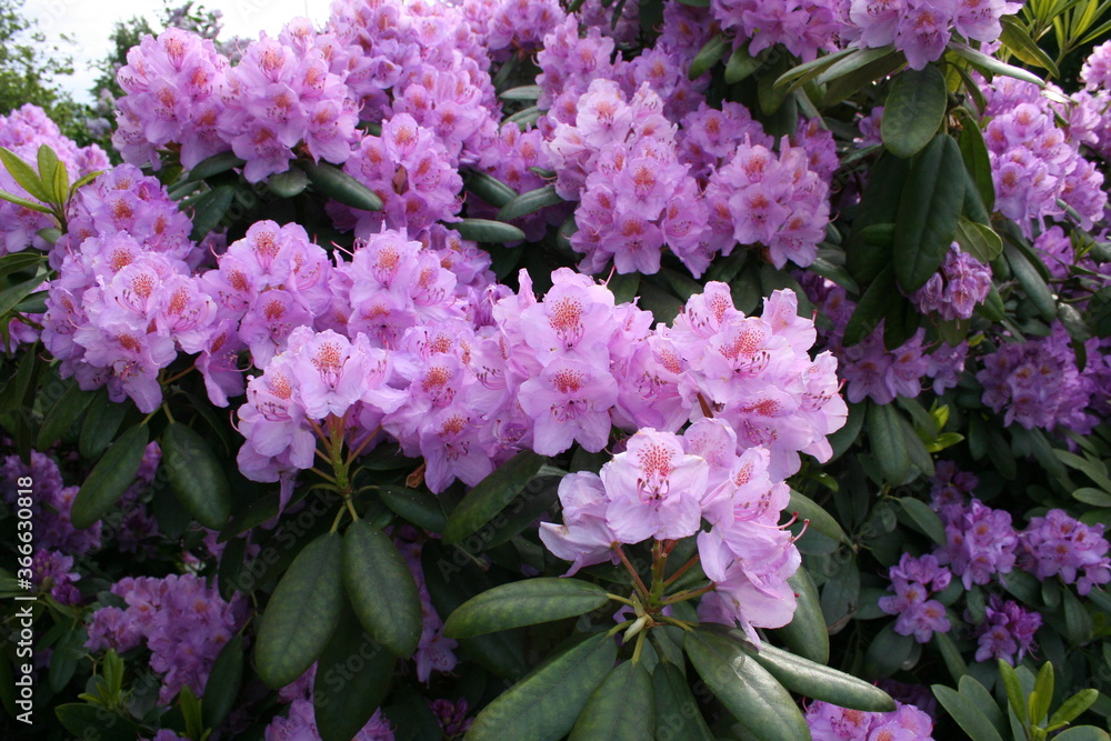 Purple Blue Flowers in Helsinki, Finland 