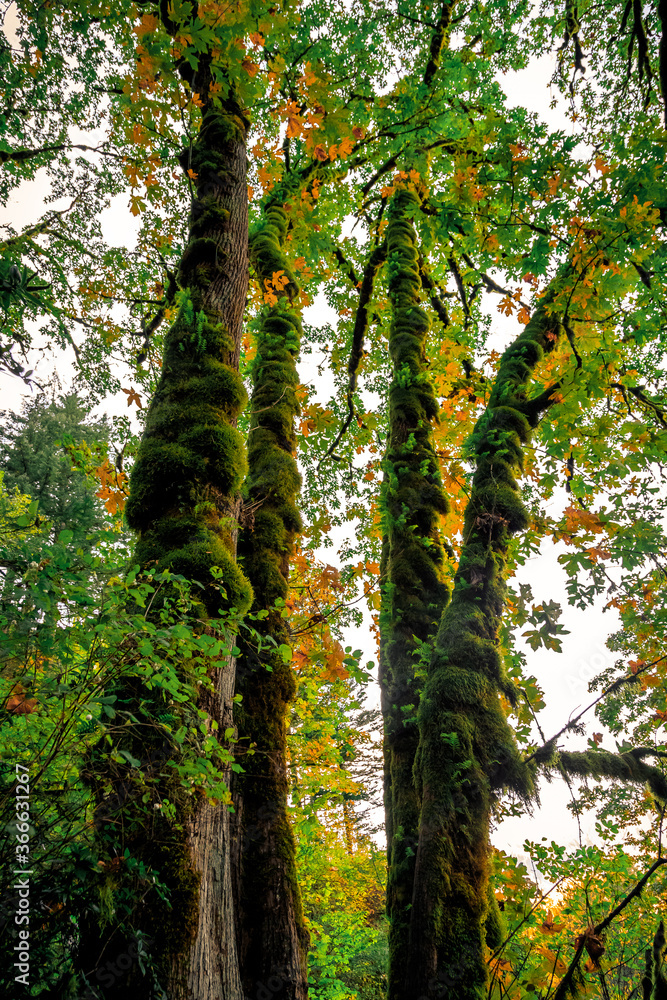 Fototapeta premium Rising Mossy Trees, Columbia River Gorge, Oregon