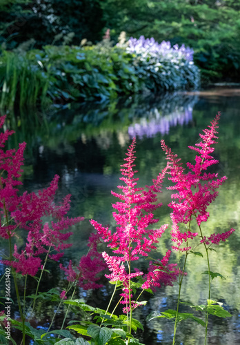 Fluffy pink astilbe flowers around the lake at the Leckford Estate, Longstock, Hampshire UK