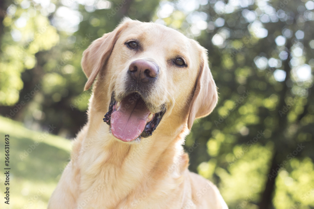 Smiling labrador dog in the city park portrait. Smiling and looking at camera Smiling labrador dog in the city park portrait. Smiling and looking at camera