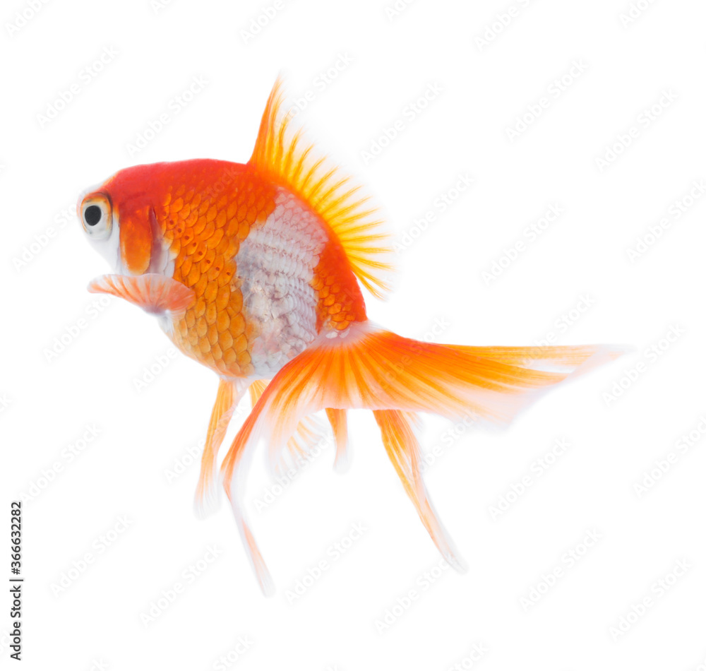 Fototapeta premium Beautiful bright small goldfish isolated on white