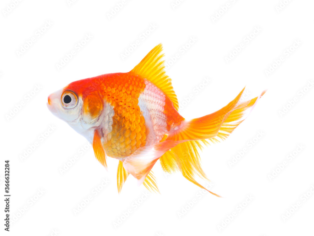 Beautiful bright small goldfish isolated on white Beautiful bright small goldfish isolated on white