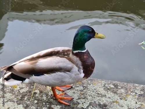Duck out of Water