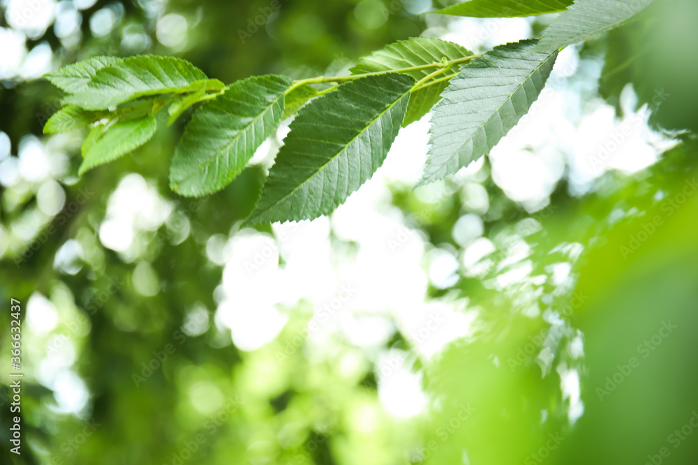 Closeup view of elm tree with fresh young green leaves outdoors on spring day Closeup view of elm tree with fresh young green leaves outdoors on spring day