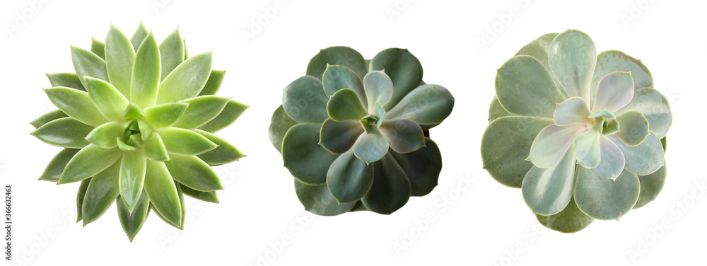 Fototapeta premium Collage with different succulents on white background, top view. Banner design