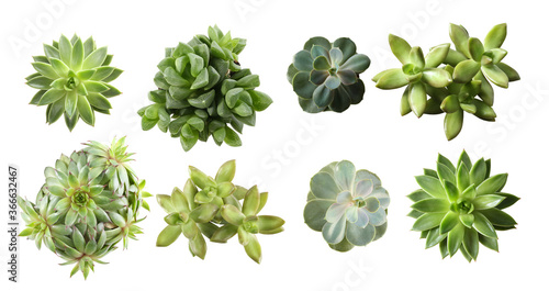 Collage with different succulents on white background, top view. Banner design