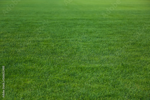 Green lawn with fresh grass as background photo