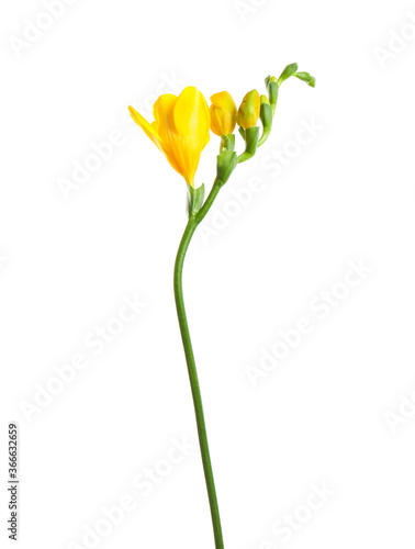 Beautiful yellow freesia flower isolated on white