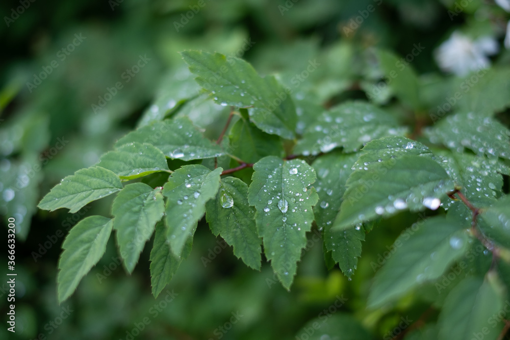 Nature is crying. Raindrops on green leaves Nature is crying. Raindrops on green leaves