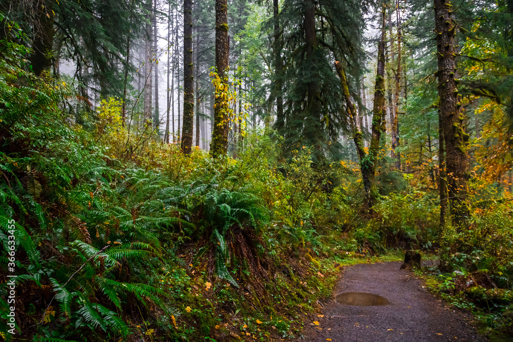 Fototapeta premium Autumn Forest, Silver Falls State Park, Oregon