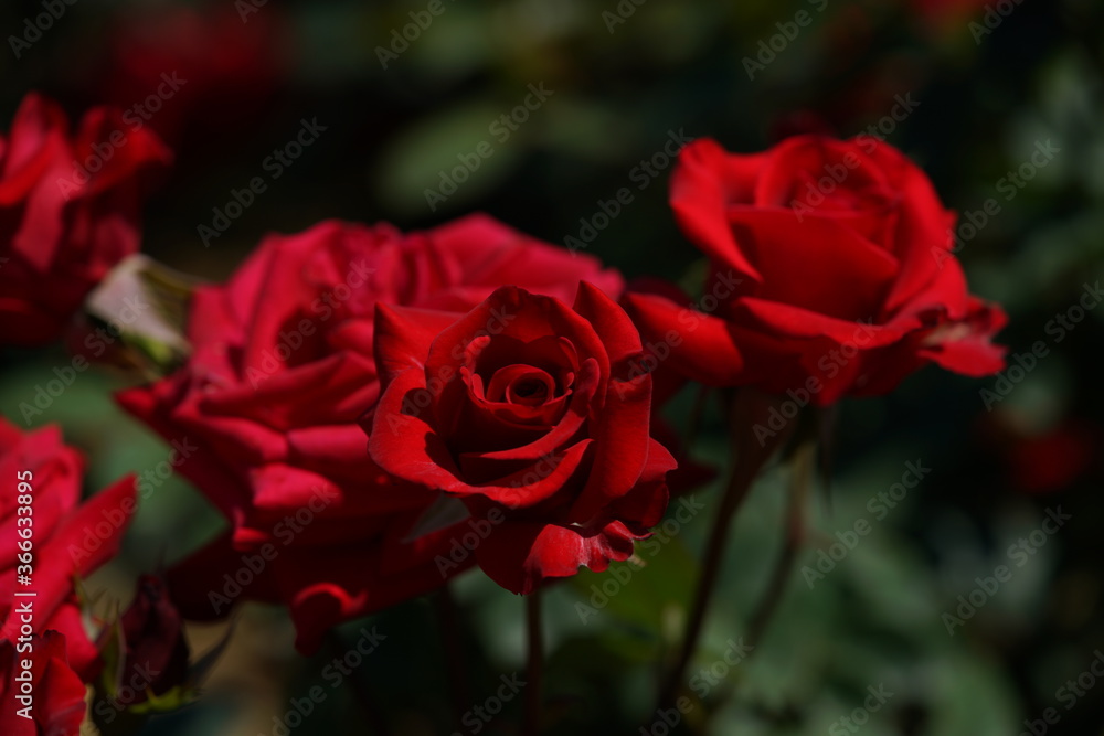 Dark Red Flower of Rose 'Kardinal' in Full Bloom
Dark Red Flower of Rose 'Kardinal' in Full Bloom