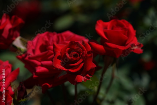 Dark Red Flower of Rose  Kardinal  in Full Bloom 