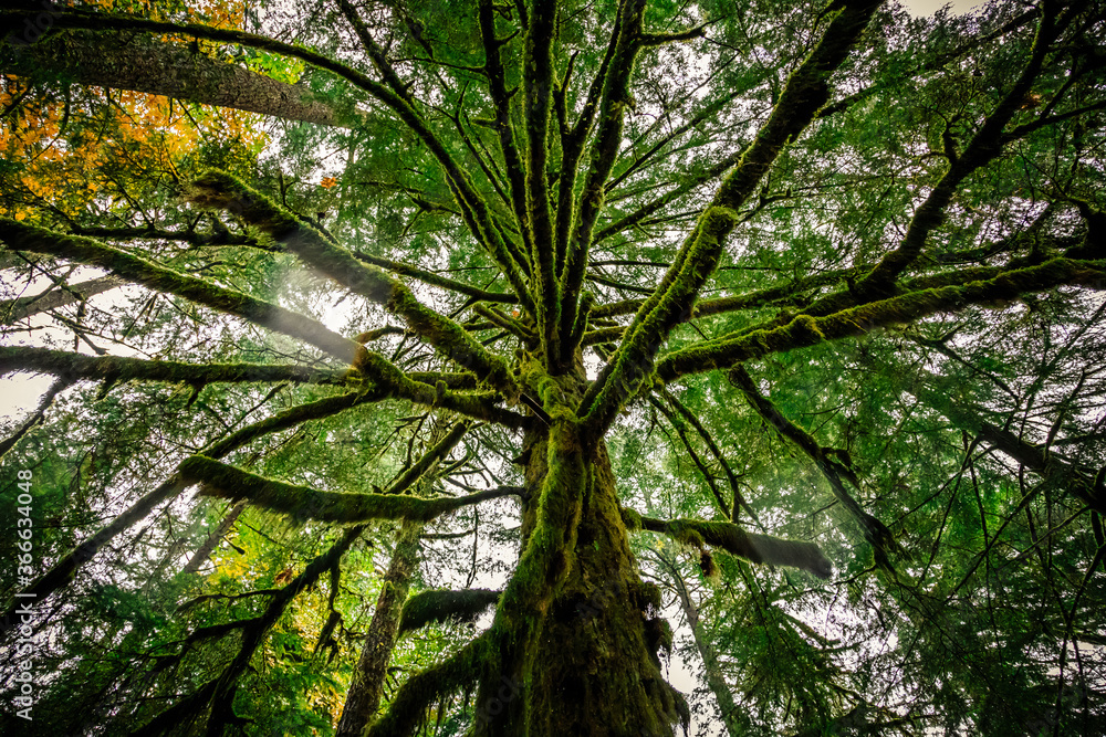 Fototapeta premium Rainy Tree View, Silver Falls State Park, Oregon