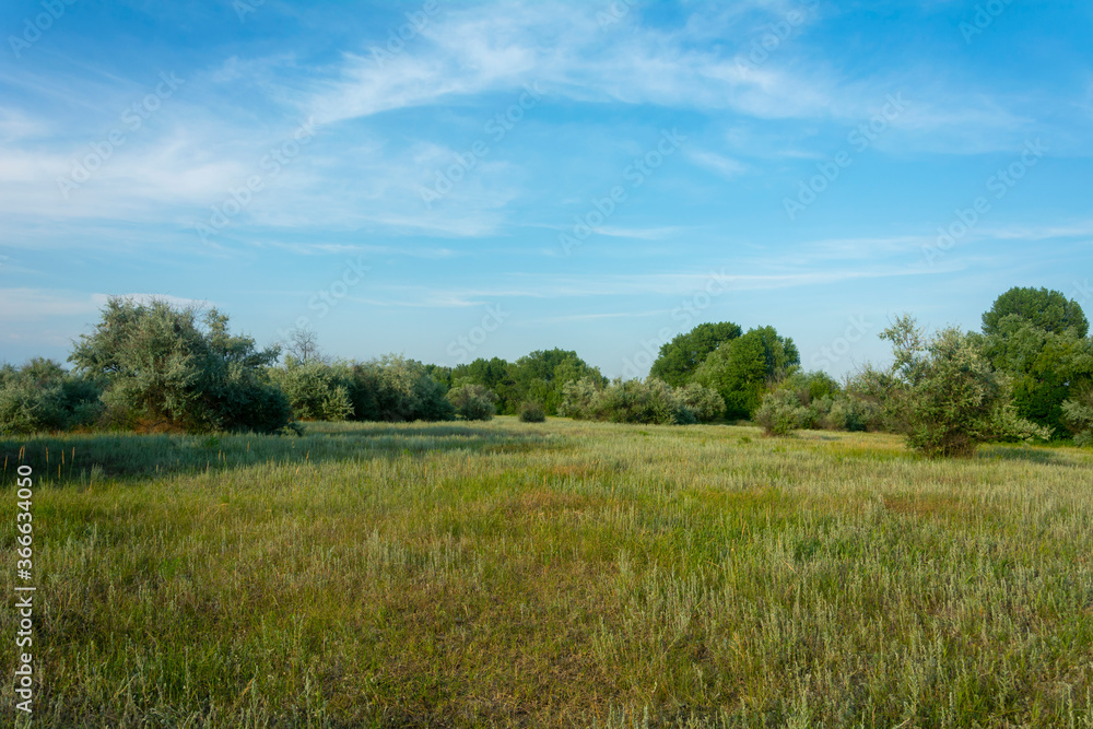 Summer landscape. Green forest, large meadow with grass in the foreground. Bright blue sky in summer over the forest. Summer mood, copy space Summer landscape. Green forest, large meadow with grass in the foreground. Bright blue sky in summer over the forest. Summer mood, copy space