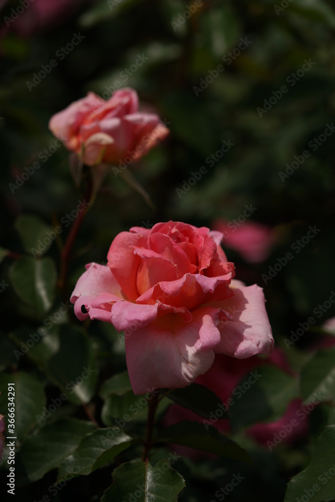 Light Pink Flower of Rose 'Kasumi' in Full Bloom
