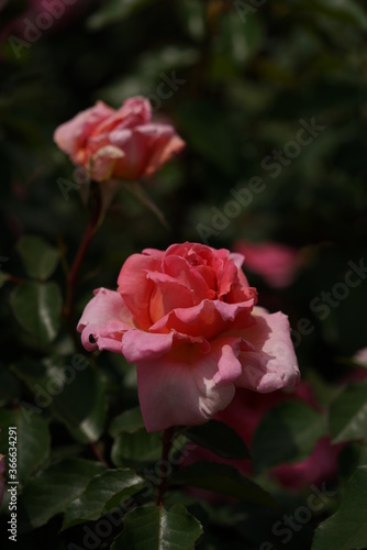 Light Pink Flower of Rose 'Kasumi' in Full Bloom 