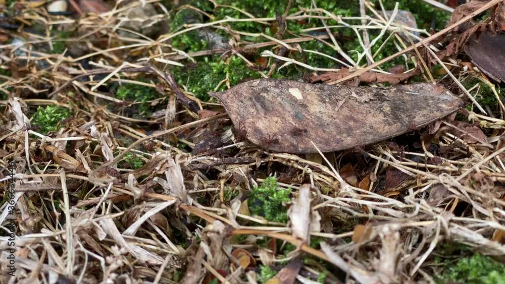 Ants march on the ground. Some soldiers going to hunt and others bringing food back home. Long journey in irregular terrain. Ants march on the ground. Some soldiers going to hunt and others bringing food back home. Long journey in irregular terrain.