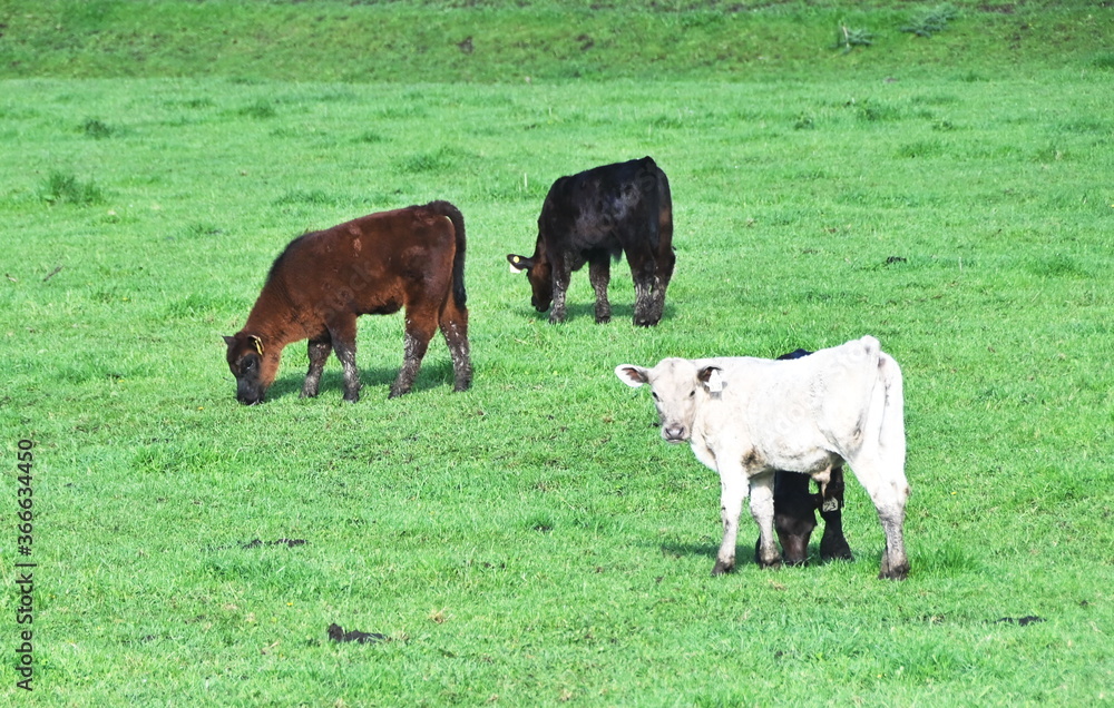 Four Cows Four Cows