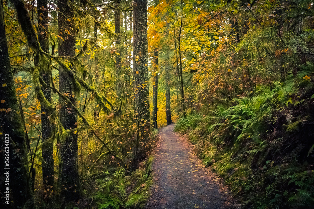 Obraz premium Autumn Forest, Silver Falls State Park, Oregon
