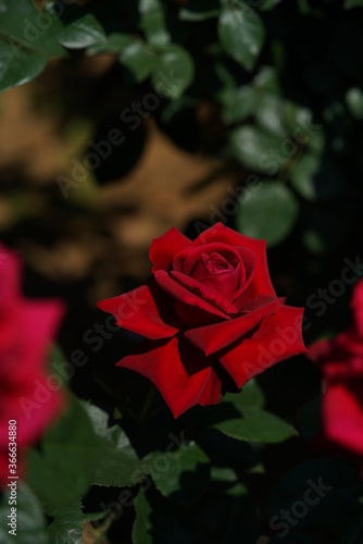 Red Flower of Rose  Konrad Henkel  in Full Bloom 