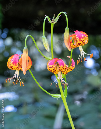 Leopard lilies by the lake at the Leckford Estate, Longstock, Hampshire UK photo