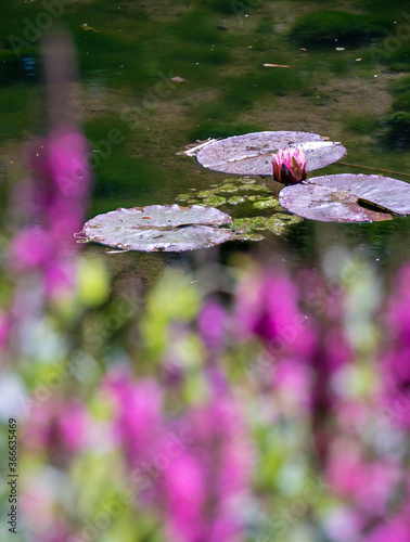 Lily pads in focus on the water in the lake at the Leckford Estate, Longstock, Hampshire UK. Pink flowers out of focus in the foreground.  photo