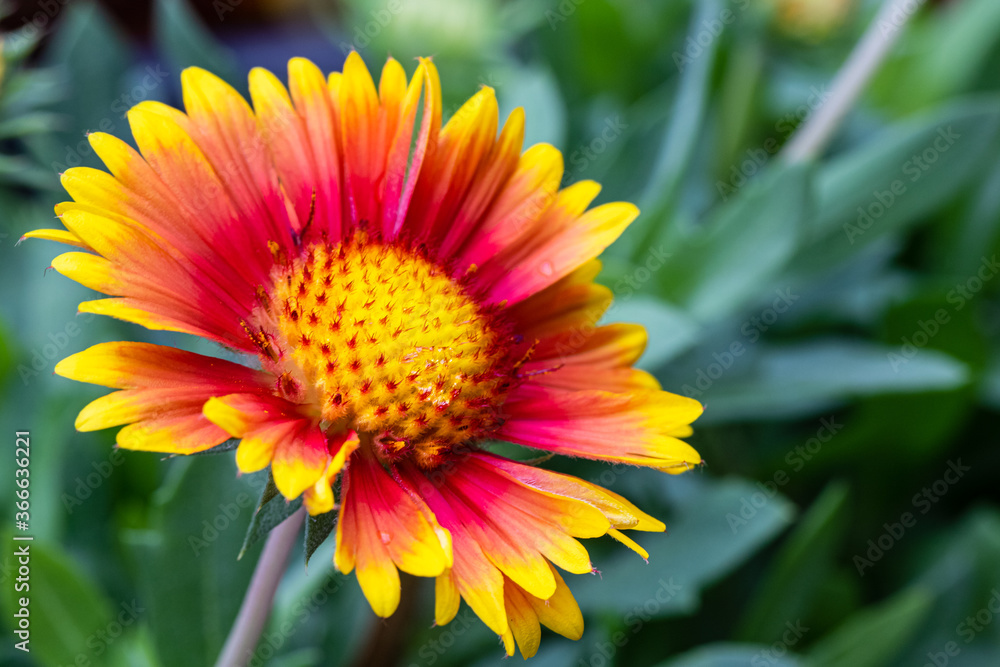 Close-up Of Yellow and Red Flower Blooming Outdoors Close-up Of Yellow and Red Flower Blooming Outdoors
