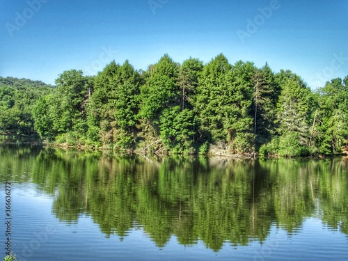 trees on the lake