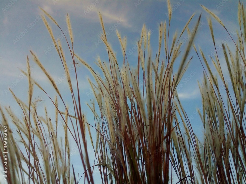Pasto atractivo Pasto atractivo