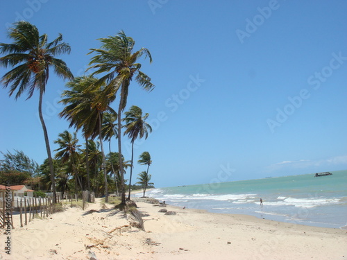 tropical beach with palm trees © Marcelo