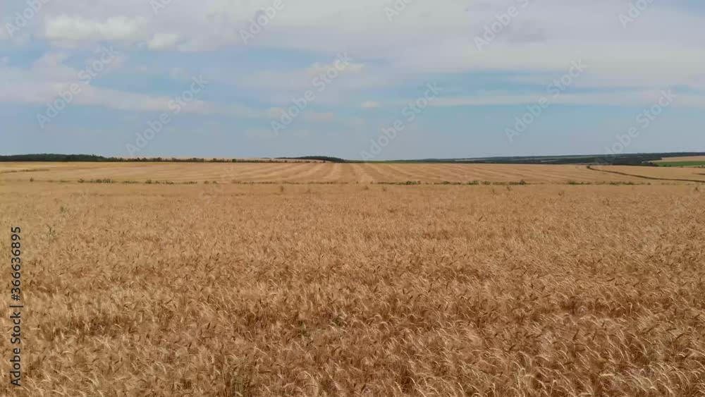 Aerial video shooting of an endless agricultural field on a sunny summer day. Drone flight over wheat fields in the countryside. Aerial video shooting of an endless agricultural field on a sunny summer day. Drone flight over wheat fields in the countryside.