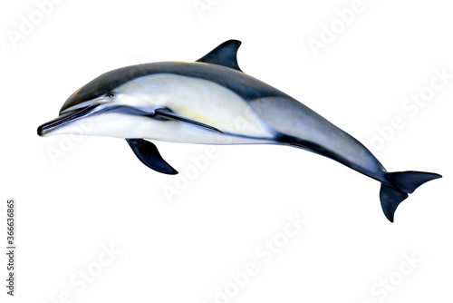 Wallpaper Mural Jumping dolphin isolated on white background Torontodigital.ca