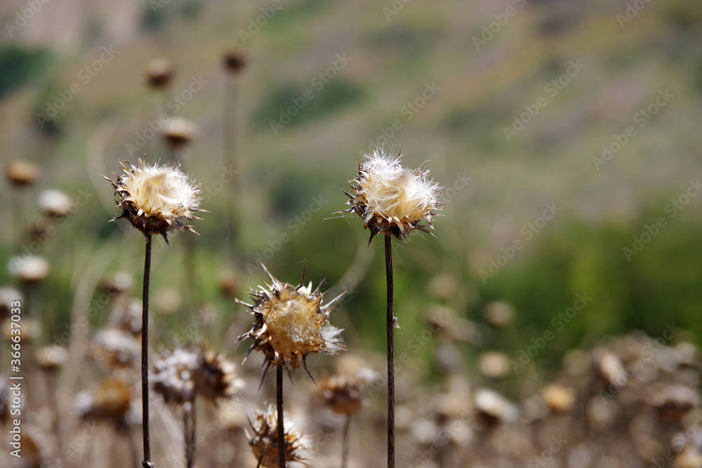 Close-up view with selective focus on three dried out thistles in a natural wilderness habitat park