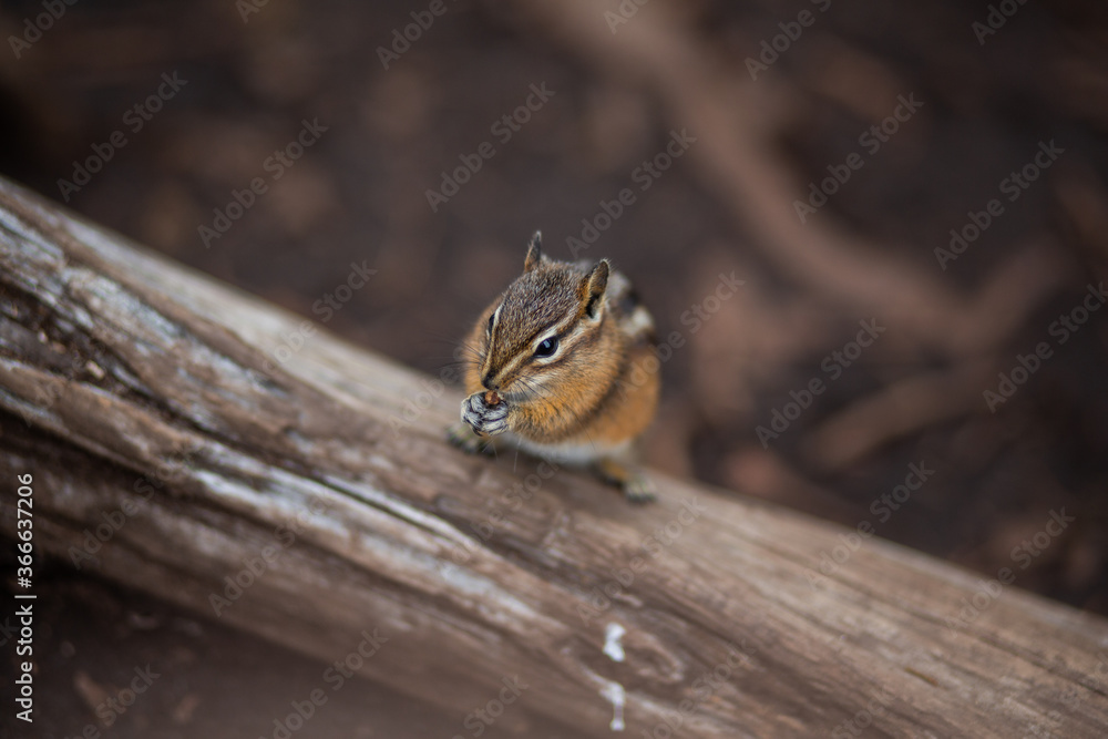 chipmunk on a tree