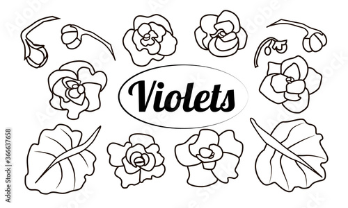 Vector linear set of violet flowers and leaves, set of contours for creativity, isolated elements for a bouquet, parts of a house plant, single flowers for wedding patterns and invitations