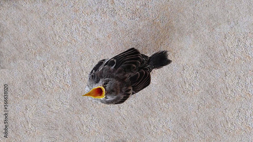 Baby bird separated from mom chirping away for food. Only 1 week old. Open mouth waiting for food.