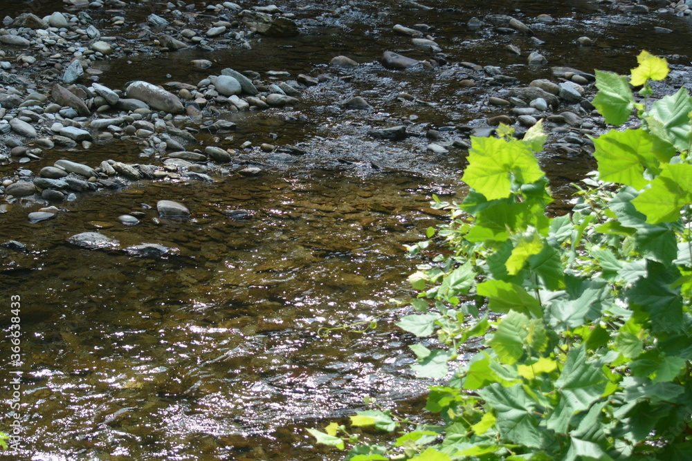 Beauty in the Smokies