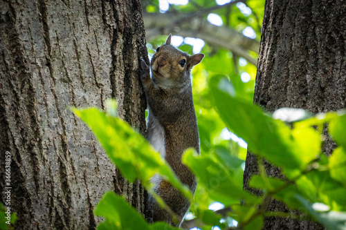 A Squirrel hanging out on a tree looking for food © KevinNeiner