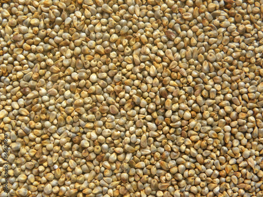 Yellowish brown raw whole Pearl millet or Bajra cereal Yellowish brown raw whole Pearl millet or Bajra cereal