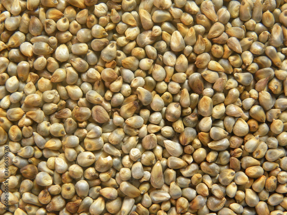 Yellowish brown raw whole Pearl millet or Bajra cereal Yellowish brown raw whole Pearl millet or Bajra cereal
