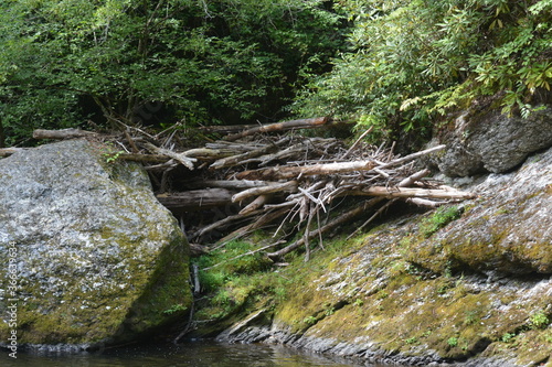 Beauty in the Smokies