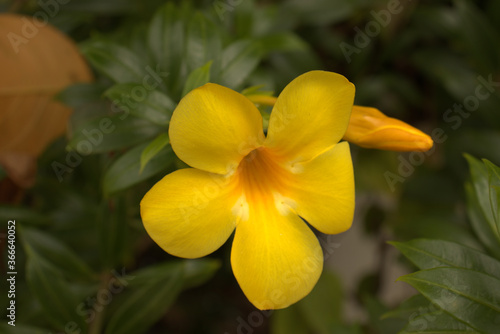 Beautiful yellow flower revealing its golden interior 