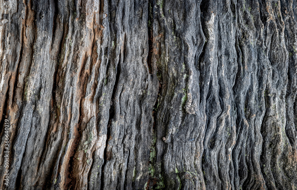 Obraz premium Old wood surface background texture,