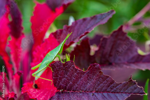 Konstfotografi Grasshopper on a colorful leaf.