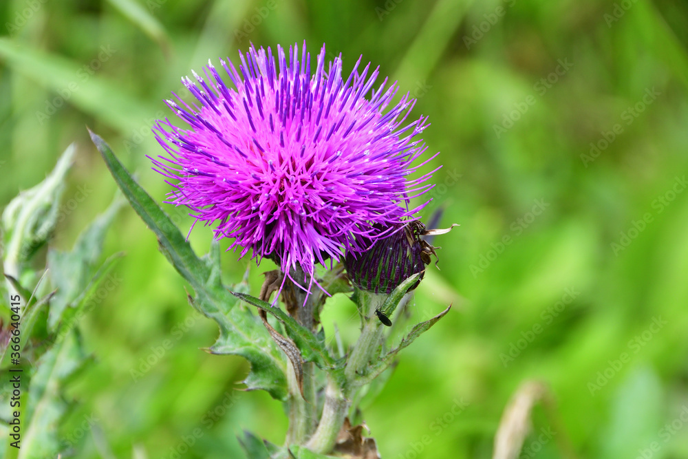 Flowering Thistle in the bay of Akhlestyshev on the island of Russian. Russia, Vladivostok