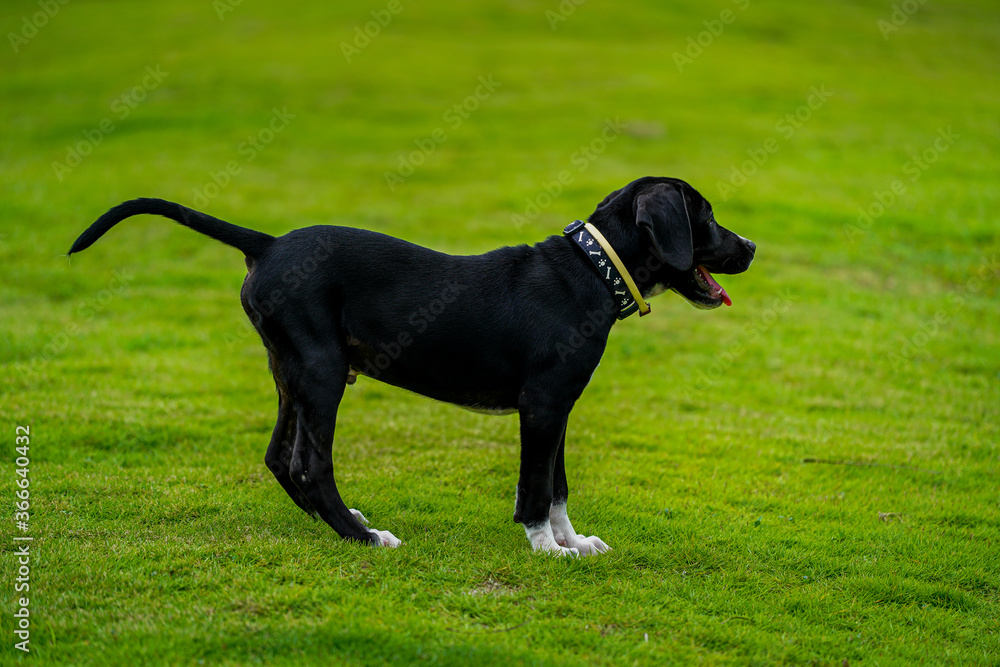 Beautiful super cute American Stanford puppy black dog 
