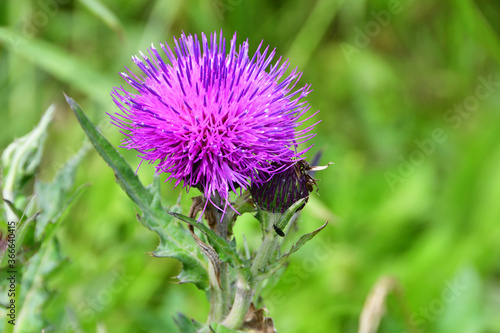 Obraz na płótnie Flowering Thistle in the bay of Akhlestyshev on the island of Russian. Russia, Vladivostok w salonie