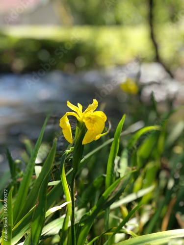 yellow spring flowers