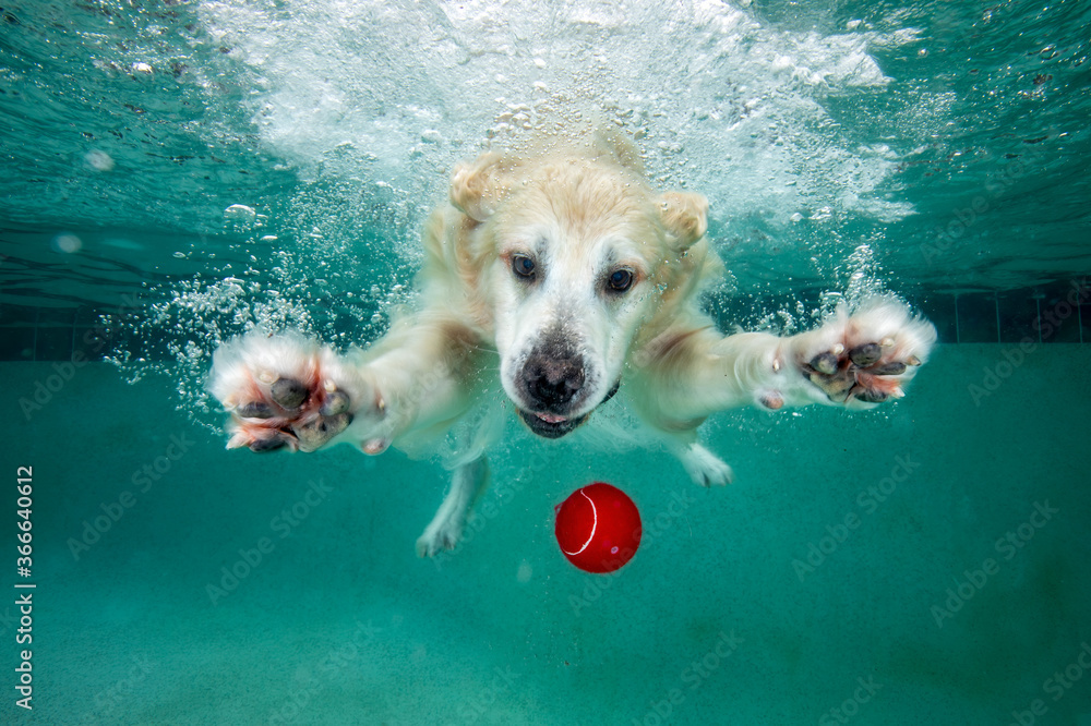 Golden retriever chasing red ball while swimming underwater in swimming ...